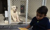 6-Year-Old Autistic Boy Dedicates Time to Read to Shelter Dogs