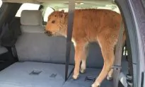 Yellowstone Park Service That Put Down Baby Bison: We Are Not ‘Lazy, Uncaring, or Inexpert’