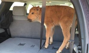 Yellowstone Park Service That Put Down Baby Bison: We Are Not 'Lazy, Uncaring, or Inexpert'