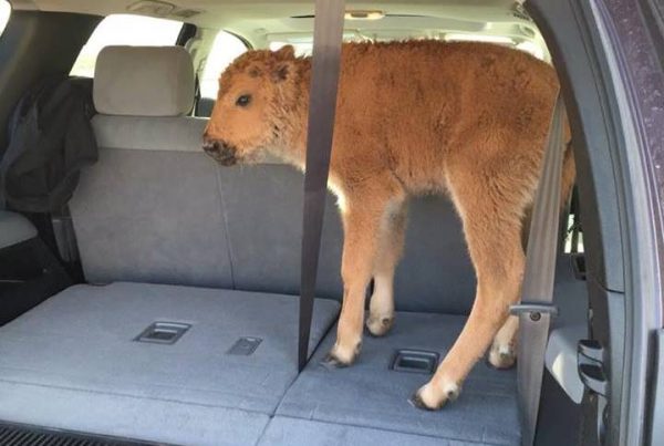 Bison calf in Yellowstone National Park that two tourists placed in their car trunk out of concern for its livelihood. (Photo was taken by Karen Richardson, who had no relation to the people who placed the animal in their car)