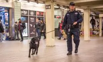 New York City Business Hires K-9 Units Amid Rise in Shoplifting Thefts