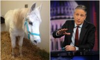 Jon Stewart, Ex-Host of ‘Daily Show’ Adopts Horse Shot by More Than 100 Paintballs