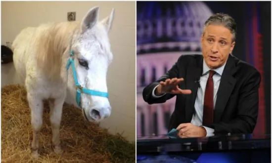 Jon Stewart, Ex-Host of ‘Daily Show’ Adopts Horse Shot by More Than 100 Paintballs