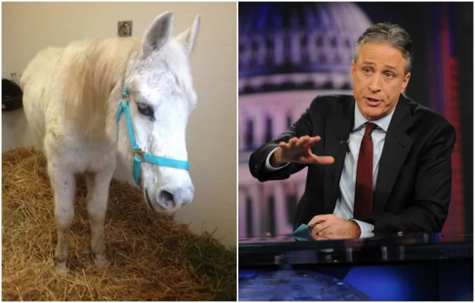Lily, a white mare, left, is being adopted by Jon Stewart, the ex-host of the 'Daily Show.' Lily was found in a sales stable in Lancaster, PA, shot by nearly 130 paintballs. (NBC and AP Photo/Brad Barket)