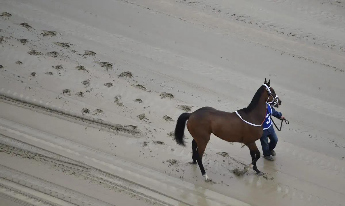 A hot walker moves down a muddy track with Homeboykris before the first horse race ahead of the 141st Preakness Stakes at Pimlico Race Course, Saturday, May 21, 2016, in Baltimore. The horse died shortly after the race, possibly of cardiovascular collapse. (AP Photo/Mike Stewart)