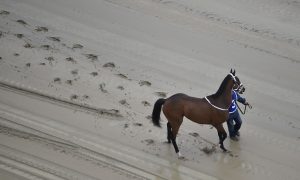 Two Horses Die on Preakness Stakes Day—How Common Are Deaths in Horse Racing?