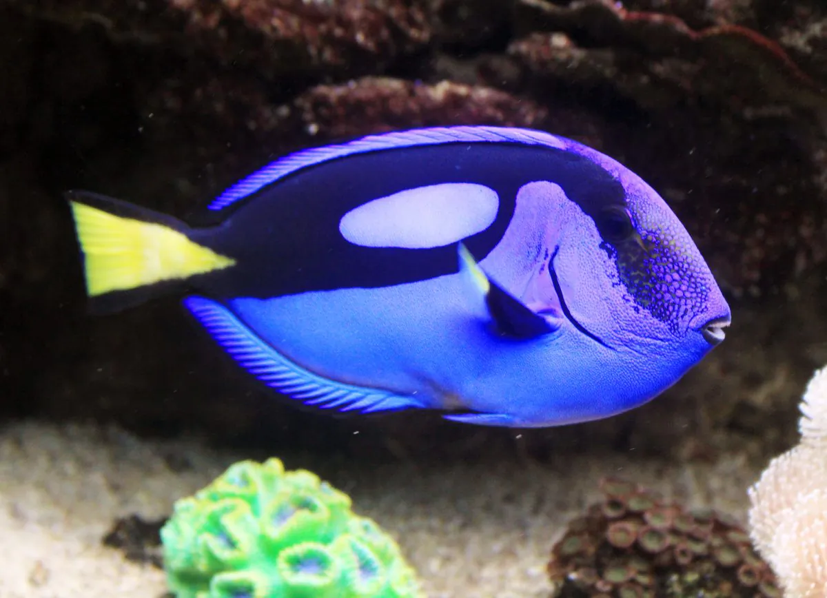 Paracanthurus hepatus in Prague sea aquarium “Sea world”, Czech Republic, on July 29, 2011. (Karelj/CC BY-SA 3.0)