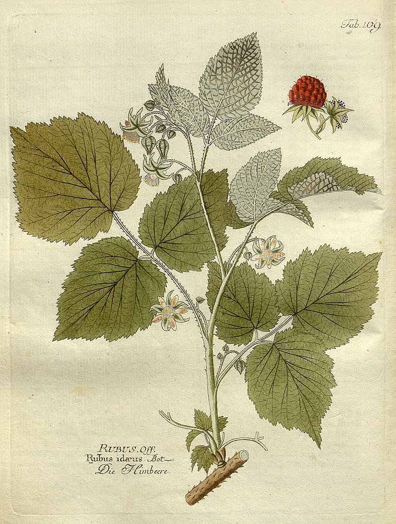 Rubus odoratus рисунок