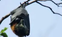 NSW Health Warns Public After Fatal Case of Bat-Linked Virus