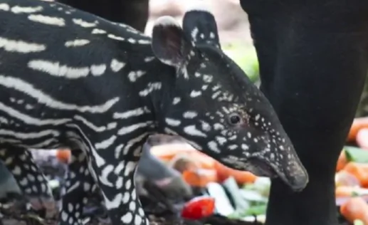 One of the World’s Strangest and Most Adorable Animals Learns to Walk (Video)