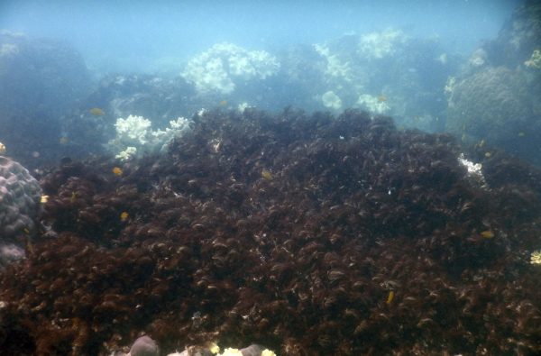 Great Barrier Reef