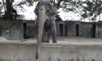 Hanako, ‘World’s Loneliest’ Elephant, Dies at Age 69 in Japan
