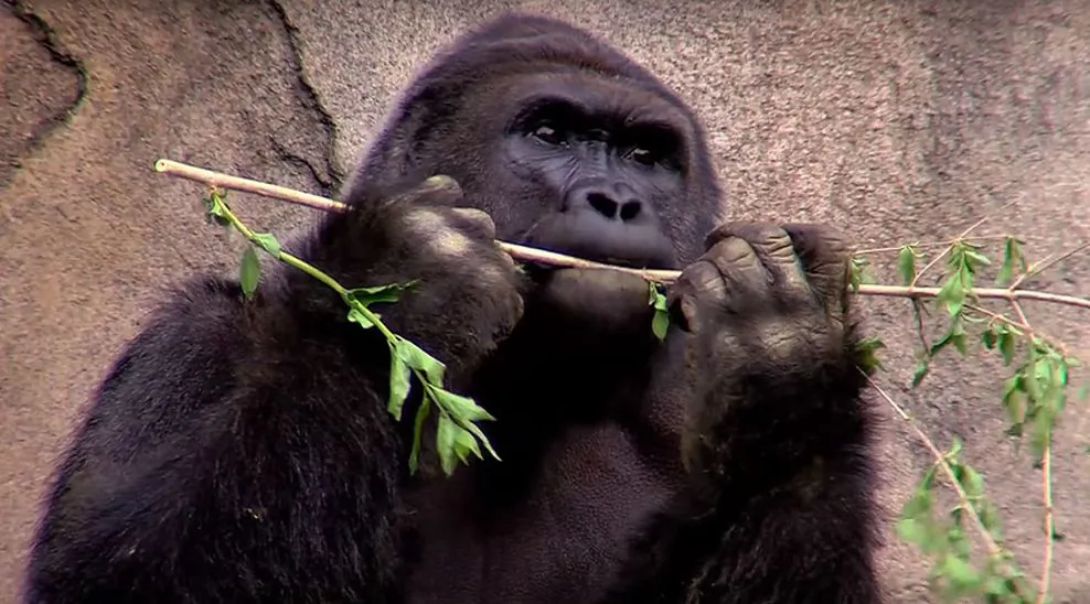(Cincinnati Zoo & Botanical Garden / YouTube)