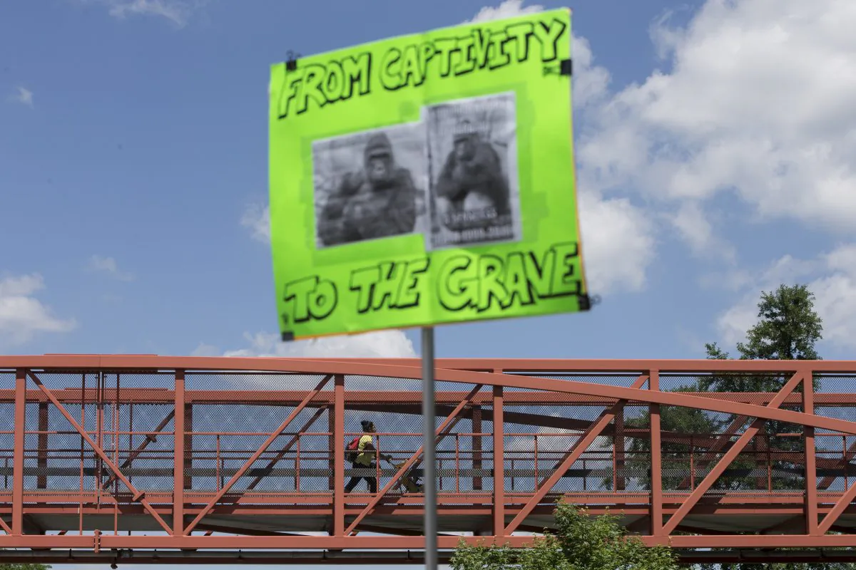 A  sign is held outside the Cincinnati Zoo & Botanical Garden during a demonstration as a zoo visitor enters the grounds via a foot bridge, Monday May 30, 2016, in Cincinnati. Animal rights activists and mourners gathered Monday for a Memorial Day vigil for the Harambe, a gorilla killed at the Cincinnati Zoo Saturday after a 4-year-old boy slipped into an exhibit and a special zoo response team concluded his life was in danger. There has been an outpouring on social media of people upset about the killing of the member of an endangered species. (AP Photo/John Minchillo)