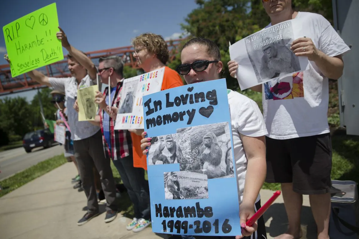 Kate Villanueva of Erlanger, Kentucky, center right, holds a sign depicting the gorilla Harambe during a vigil outside the Cincinnati Zoo & Botanical Garden, Monday, May 30, 2016, in Cincinnati.Harambe was killed Saturday at the Cincinnati Zoo after a 4-year-old boy slipped into an exhibit and a special zoo response team concluded his life was in danger. (AP Photo/John Minchillo)