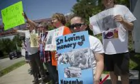 Celebrities React to Killing of Gorilla in Cincinnati Zoo