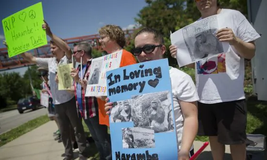 Cincinnati Zoo Reopens Gorilla Exhibit Where Boy Fell