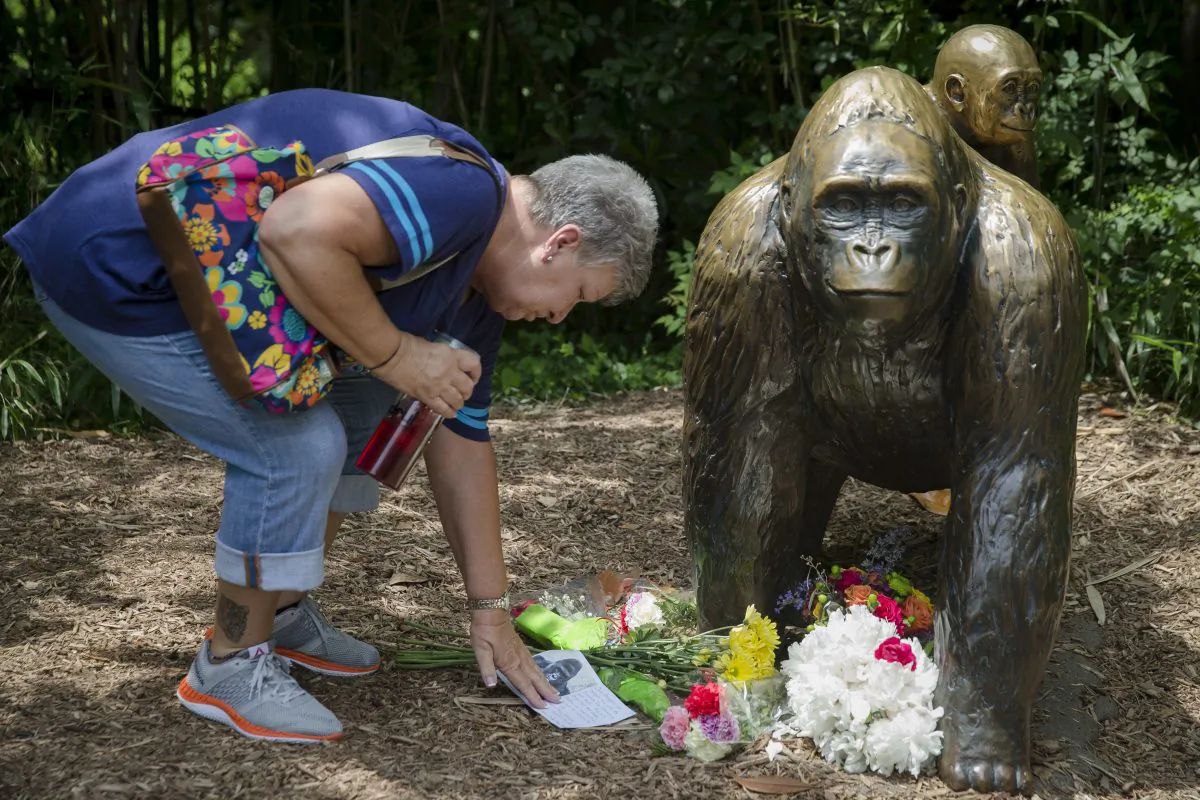 Eula Ray, of Hamilton, whose son is a curator for the zoo, touches a sympathy card beside a gorilla statue outside the Gorilla World exhibit at the Cincinnati Zoo & Botanical Garden, Sunday, May 29, 2016, in Cincinnati. On Saturday, a special zoo response team shot and killed Harambe, a 17-year-old gorilla, that grabbed and dragged a 4-year-old boy who fell into the gorilla exhibit moat. (AP Photo/John Minchillo)