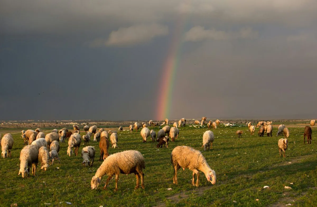 Sheep eat on a field in front of a rainbow near the southern Arab Israeli city of Rahat, on Feb. 10, 2016. (Menahem Kahana/AFP/Getty Images)