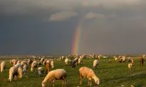 Putting Free Speech Out to Pasture