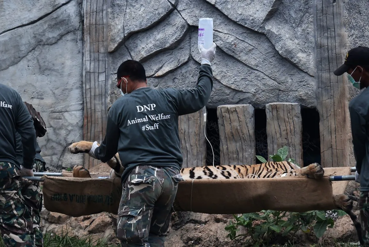 Thai wildlife officials carry a tiger on a stretcher as they remove it from an enclosure after it was anaesthetised at the Wat Pha Luang Ta Bua Tiger Temple in Kanchanaburi province, western Thailand on May 30, 2016.
Thai wildlife officials armed with a court order on May 30 resumed the treacherous process of moving tigers from a controversial temple which draws tourists as a petting zoo, but stands accused of selling off the big cats for slaughter. / AFP / CHRISTOPHE ARCHAMBAULT (Photo credit should read CHRISTOPHE ARCHAMBAULT/AFP/Getty Images)