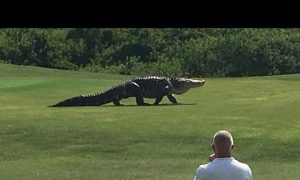 Watch This 'Monster' Alligator Casually Stroll Through a Golf Course