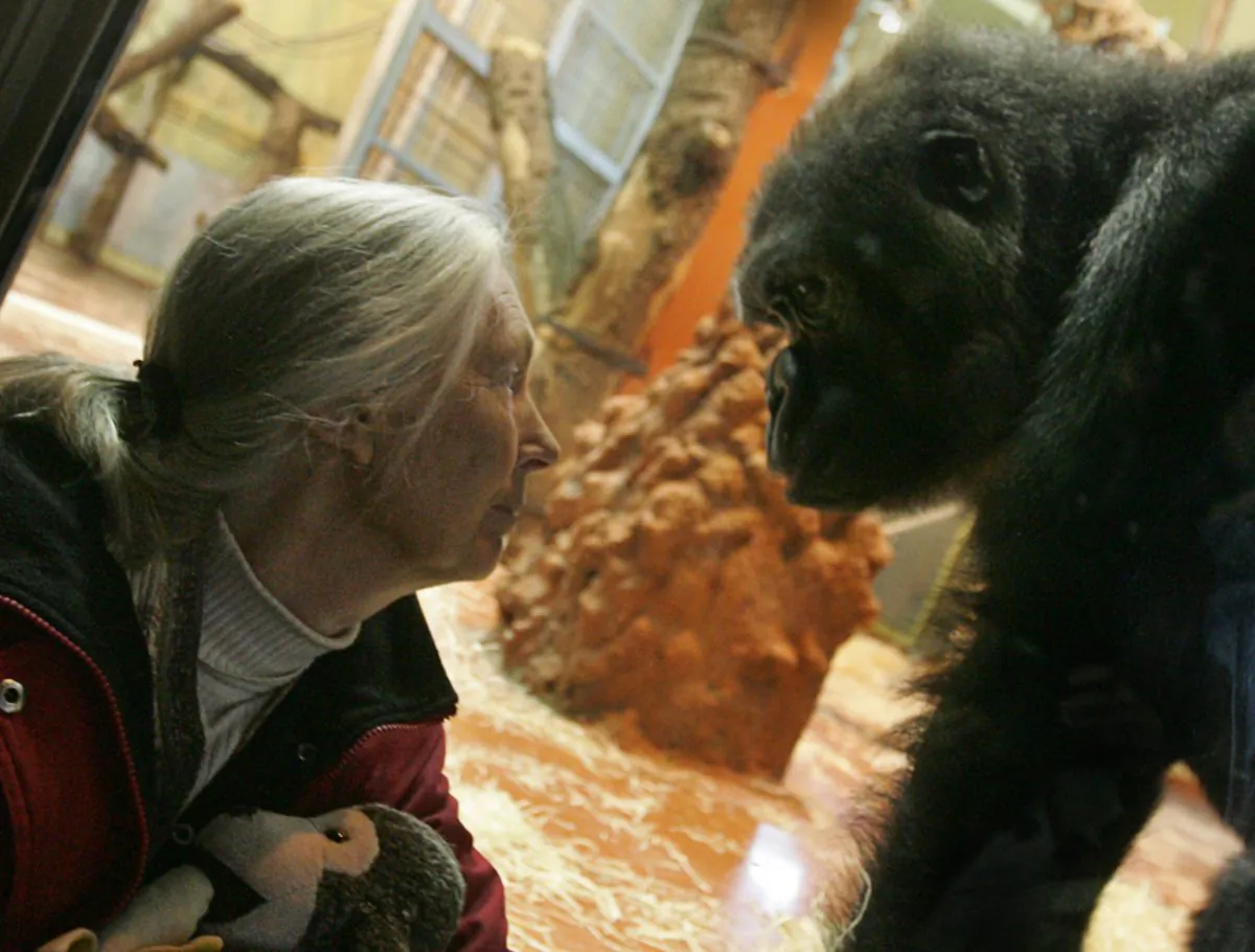 UN peace messenger and British primatologist Jane Goodall, the world's famous authority on chimpanzees, waits for a meeting with a gorilla family in front of a window at the Zoo Park and Botanic Garden in Budapest on February 11, 2008 during her visit to Hungarian capital. (Attila Kisbenedek/AFP/Getty Images)