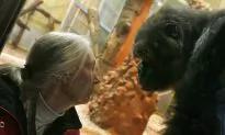 Jane Goodall Says Gorilla Harambe ‘Was Putting an Arm Round’ the Boy That Fell in Gorilla Pit