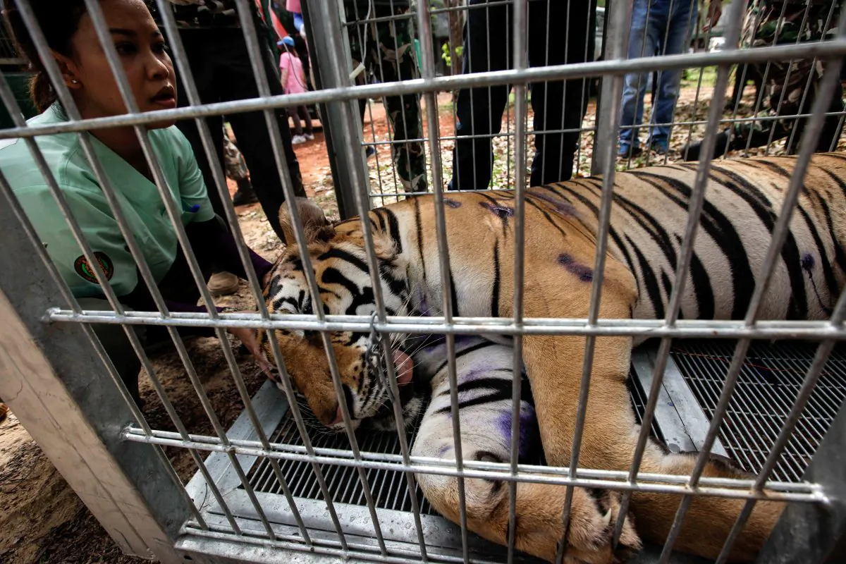 A Thai DNP veterinarian officer assists a sedated tiger at the Wat Pha Luang Ta Bua Tiger Temple on June 1, 2016,  in Kanchanaburi province, Thailand. Wildlife authorities in Thailand raided a Buddhist temple in Kanchanaburi province where 137 tigers were kept, following accusations the monks were illegally breeding and trafficking endangered animals. (Dario Pignatelli/Getty Images)