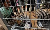40 Dead Tiger Cubs Found in Freezer at Thailand’s Tiger Temple During Raid (Warning: Graphic Images)