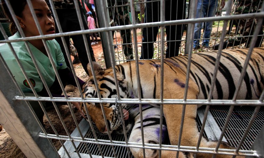 Dozens of dead cubs discovered in freezer at infamous Tiger Temple in  Thailand (WARNING: GRAPHIC CONTENT) – New York Daily News