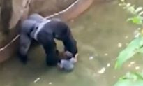 More Experts Sound Off on Shooting of Cincinnati Zoo Gorilla