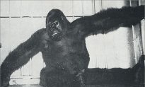 There Was Once a Gorilla Named ‘Gargantua’ Called ‘World’s Most Terrifying Living Creature’