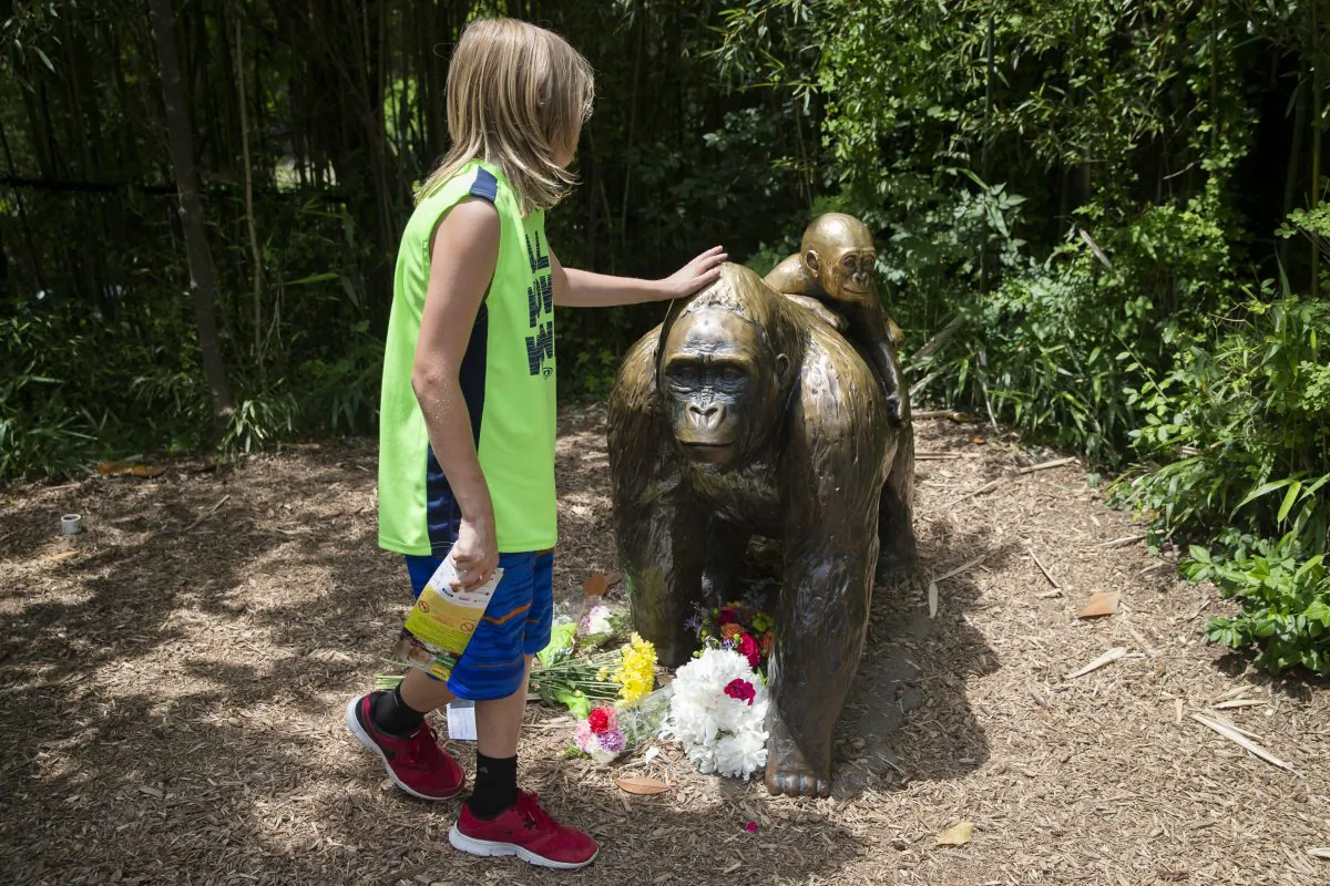 A child touches the head of a gorilla statue where flowers have been placed outside the Gorilla World exhibit at the Cincinnati Zoo and Botanical Garden, in Cincinnati. (AP Photo/John Minchillo, File)
