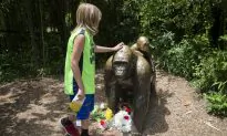 Witness to Cincinnati Zoo Incident Is Harassed Online