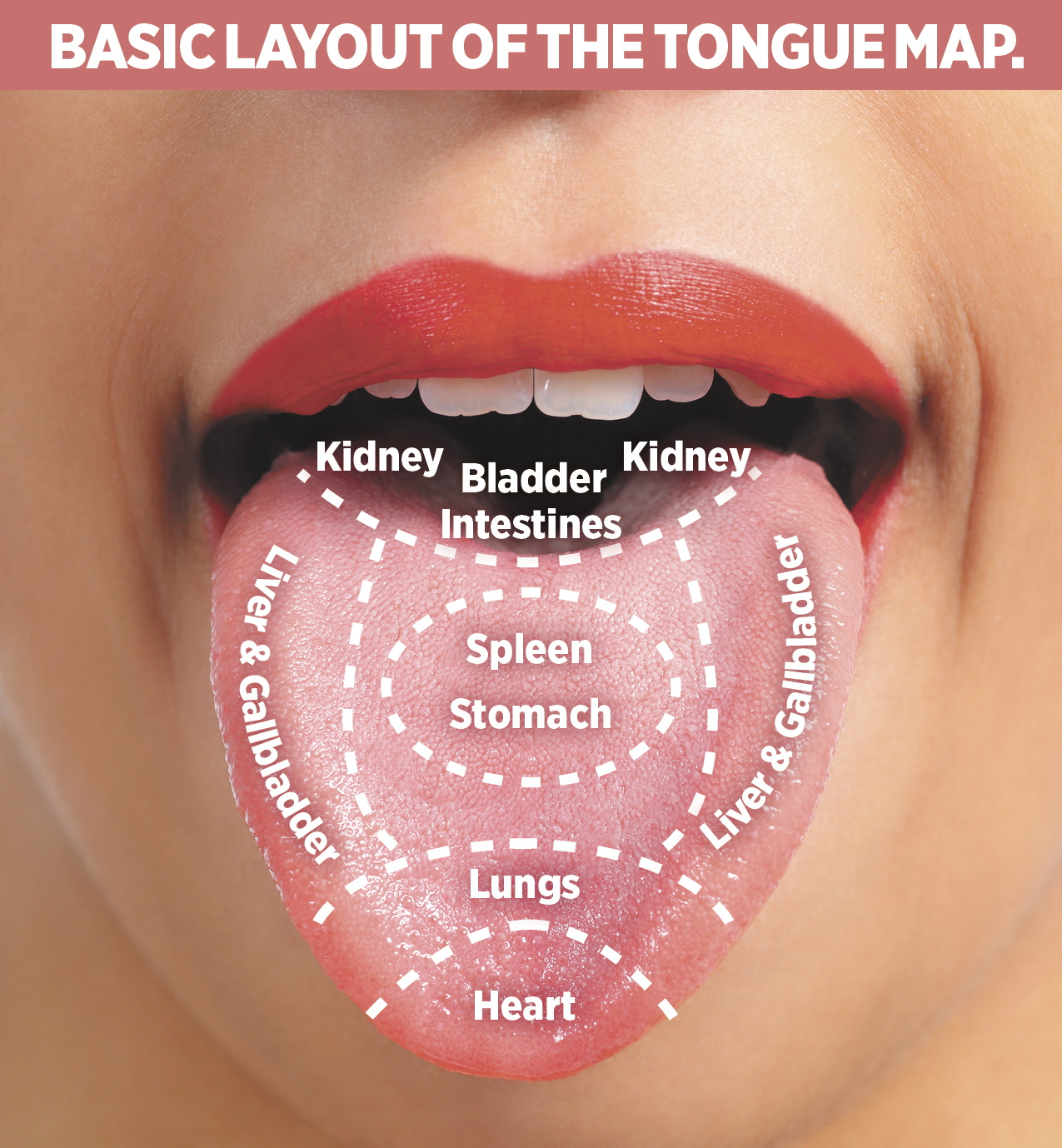 Traditional Chinese Medicine Tongue Chart
