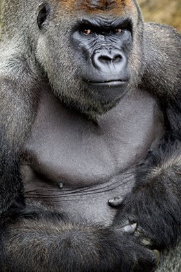 (Dublin Zoo)