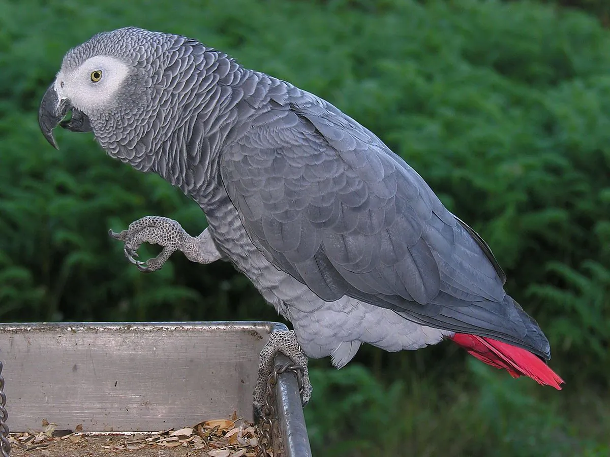 African grey parrot (Creative Commons)
