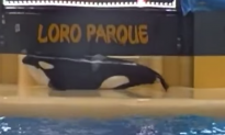 Video: SeaWorld Orca Beaches Herself by Tenerife Pool, Activists Call for Release