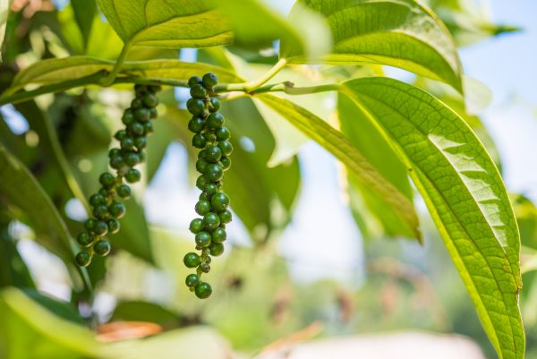 Unripe black pepper (David Bokuchava/Shutterstock)
