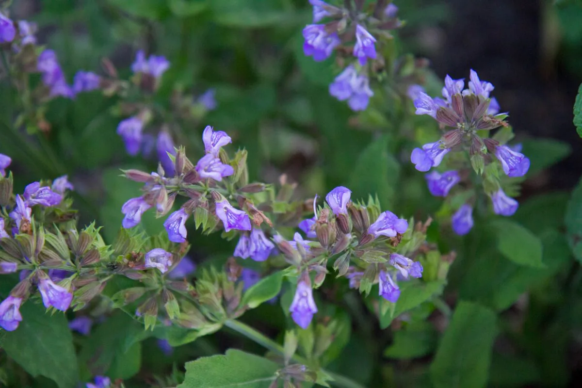 Blossoming sage on June 7, 2016. (Holly Kellum/Epoch Times)