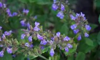 Sage – The Herb of Wisdom