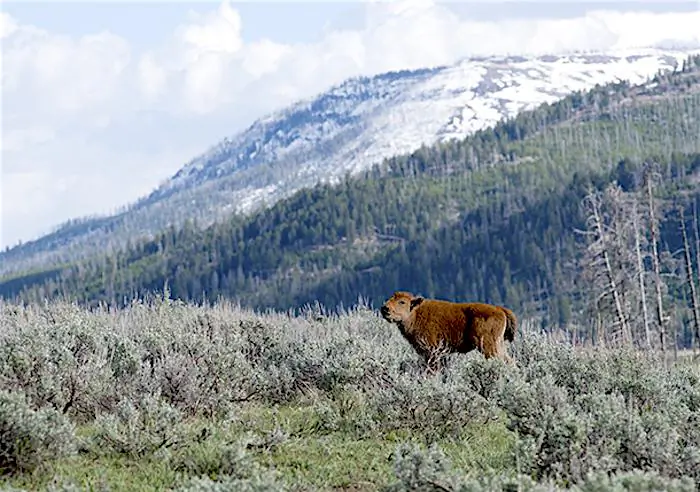 The lone bison calf in Yellowstone National Park that was eventually loaded into a SUV trunk was photographed a few days before. (Courtesy of Deby Dixon)