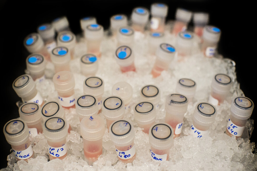 Vials containing biological samples are stored on ice to keep them fresh before being analysed at the Cancer Research U.K. Cambridge Institute, in Cambridge, England, on Dec. 9, 2014. (Dan Kitwood/Getty Images/Cancer Research U.K.)