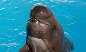 SeaWorld San Diego's Performing Pilot Whale, Bubbles, Dies