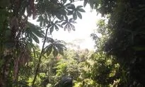 Good News on Rain Forests: They Bounce Back Strong, Storing More Carbon Than Thought