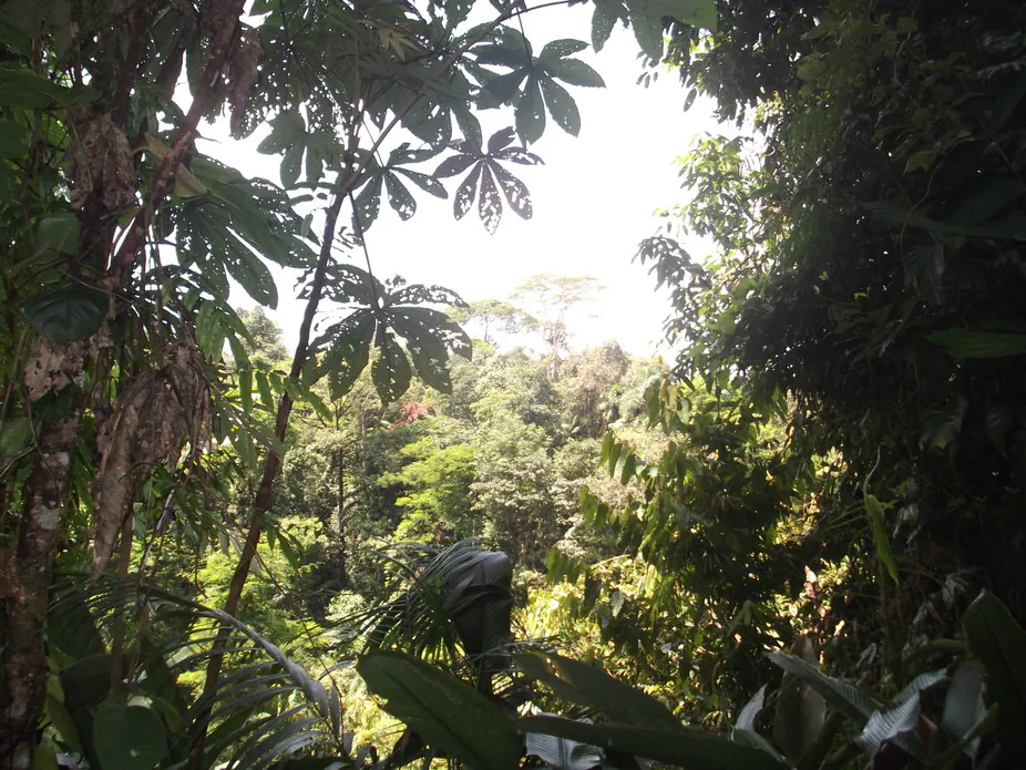 Young secondary forest in Costa Rica, with old-growth trees visible in the background. (Susan G. Letcher, CC BY-SA)