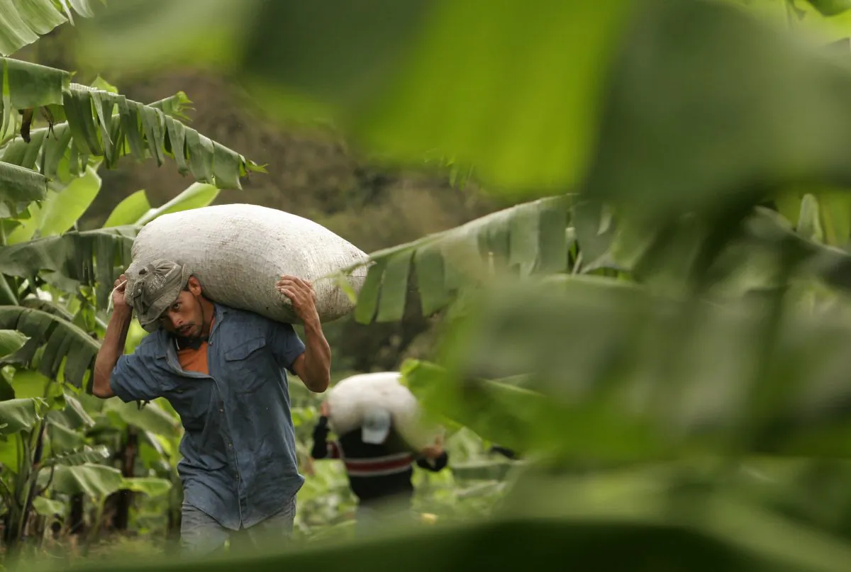 Nicaraguan workers carry sacks of freshly harvested coffee beans on a plantation on the slopes of the Poas Volcano, northwest of the capital of San Jose, Costa Rica, on Nov. 14, 2007. (AP Photo/Kent Gilbert, File)