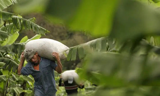 Arabica Coffee Prices Rise to 10-Year-High Amid Inventory and Supply Pressures
