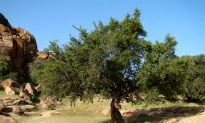 Video: Man Gets Surprised When Trying to Remove a Fallen Tree